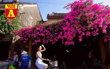 [ẢNH] Rạo rực hoa tháng 3: TP.HCM kèn hồng rực rỡ - Hội An hoa giấy rợp trời - Hà Nội muồng hoàng yến ‘thế chỗ’ hoa ban