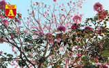 [ẢNH] Rạo rực hoa tháng 3: TP.HCM kèn hồng rực rỡ - Hội An hoa giấy rợp trời - Hà Nội muồng hoàng yến ‘thế chỗ’ hoa ban