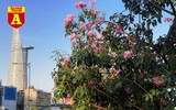 [ẢNH] Rạo rực hoa tháng 3: TP.HCM kèn hồng rực rỡ - Hội An hoa giấy rợp trời - Hà Nội muồng hoàng yến ‘thế chỗ’ hoa ban
