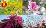 [ẢNH] Rạo rực hoa tháng 3: TP.HCM kèn hồng rực rỡ - Hội An hoa giấy rợp trời - Hà Nội muồng hoàng yến ‘thế chỗ’ hoa ban