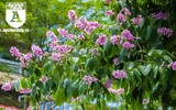 [ẢNH] Đường phố Hà Nội đẹp nao lòng trong sắc hoa bằng lăng 