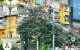 [ẢNH] Đường phố Hà Nội đẹp nao lòng trong sắc hoa bằng lăng 