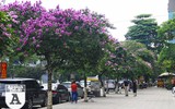 [ẢNH] Đường phố Hà Nội đẹp nao lòng trong sắc hoa bằng lăng 