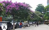 [ẢNH] Đường phố Hà Nội đẹp nao lòng trong sắc hoa bằng lăng 