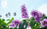 [ẢNH] Đường phố Hà Nội đẹp nao lòng trong sắc hoa bằng lăng 