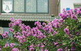 [ẢNH] Đường phố Hà Nội đẹp nao lòng trong sắc hoa bằng lăng 