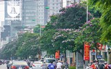 [ẢNH] Đường phố Hà Nội đẹp nao lòng trong sắc hoa bằng lăng 
