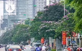 [ẢNH] Đường phố Hà Nội đẹp nao lòng trong sắc hoa bằng lăng 