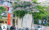 [ẢNH] Đường phố Hà Nội đẹp nao lòng trong sắc hoa bằng lăng 