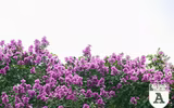 [ẢNH] Đường phố Hà Nội đẹp nao lòng trong sắc hoa bằng lăng 