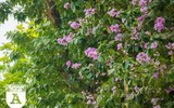 [ẢNH] Đường phố Hà Nội đẹp nao lòng trong sắc hoa bằng lăng 