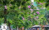 [ẢNH] Đường phố Hà Nội đẹp nao lòng trong sắc hoa bằng lăng 