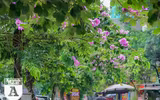 [ẢNH] Đường phố Hà Nội đẹp nao lòng trong sắc hoa bằng lăng 