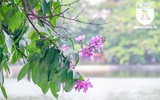 [ẢNH] Đường phố Hà Nội đẹp nao lòng trong sắc hoa bằng lăng 