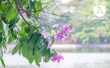 [ẢNH] Đường phố Hà Nội đẹp nao lòng trong sắc hoa bằng lăng 