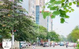 [ẢNH] Đường phố Hà Nội đẹp nao lòng trong sắc hoa bằng lăng 