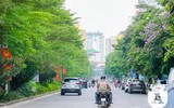 [ẢNH] Đường phố Hà Nội đẹp nao lòng trong sắc hoa bằng lăng 