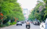 [ẢNH] Đường phố Hà Nội đẹp nao lòng trong sắc hoa bằng lăng 