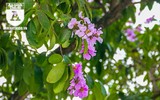 [ẢNH] Đường phố Hà Nội đẹp nao lòng trong sắc hoa bằng lăng 