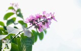 [ẢNH] Đường phố Hà Nội đẹp nao lòng trong sắc hoa bằng lăng 