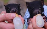 [ẢNH] Điều ít biết về quỷ Tasmania - sinh vật vừa chào đời ở lục địa Australia sau 3.000 năm biến mất