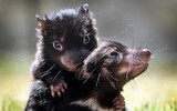 [ẢNH] Điều ít biết về quỷ Tasmania - sinh vật vừa chào đời ở lục địa Australia sau 3.000 năm biến mất