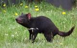 [ẢNH] Điều ít biết về quỷ Tasmania - sinh vật vừa chào đời ở lục địa Australia sau 3.000 năm biến mất