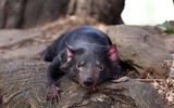 [ẢNH] Điều ít biết về quỷ Tasmania - sinh vật vừa chào đời ở lục địa Australia sau 3.000 năm biến mất
