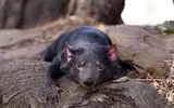 [ẢNH] Điều ít biết về quỷ Tasmania - sinh vật vừa chào đời ở lục địa Australia sau 3.000 năm biến mất