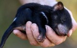 [ẢNH] Điều ít biết về quỷ Tasmania - sinh vật vừa chào đời ở lục địa Australia sau 3.000 năm biến mất