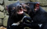 [ẢNH] Điều ít biết về quỷ Tasmania - sinh vật vừa chào đời ở lục địa Australia sau 3.000 năm biến mất