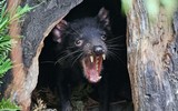 [ẢNH] Điều ít biết về quỷ Tasmania - sinh vật vừa chào đời ở lục địa Australia sau 3.000 năm biến mất