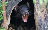 [ẢNH] Điều ít biết về quỷ Tasmania - sinh vật vừa chào đời ở lục địa Australia sau 3.000 năm biến mất