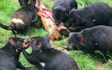 [ẢNH] Điều ít biết về quỷ Tasmania - sinh vật vừa chào đời ở lục địa Australia sau 3.000 năm biến mất