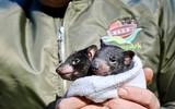 [ẢNH] Điều ít biết về quỷ Tasmania - sinh vật vừa chào đời ở lục địa Australia sau 3.000 năm biến mất