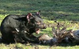 [ẢNH] Điều ít biết về quỷ Tasmania - sinh vật vừa chào đời ở lục địa Australia sau 3.000 năm biến mất