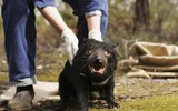 [ẢNH] Điều ít biết về quỷ Tasmania - sinh vật vừa chào đời ở lục địa Australia sau 3.000 năm biến mất