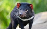 [ẢNH] Điều ít biết về quỷ Tasmania - sinh vật vừa chào đời ở lục địa Australia sau 3.000 năm biến mất