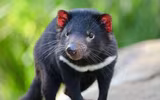 [ẢNH] Điều ít biết về quỷ Tasmania - sinh vật vừa chào đời ở lục địa Australia sau 3.000 năm biến mất