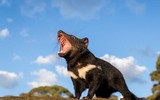 [ẢNH] Điều ít biết về quỷ Tasmania - sinh vật vừa chào đời ở lục địa Australia sau 3.000 năm biến mất