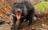 [ẢNH] Điều ít biết về quỷ Tasmania - sinh vật vừa chào đời ở lục địa Australia sau 3.000 năm biến mất