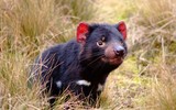 [ẢNH] Điều ít biết về quỷ Tasmania - sinh vật vừa chào đời ở lục địa Australia sau 3.000 năm biến mất