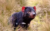 [ẢNH] Điều ít biết về quỷ Tasmania - sinh vật vừa chào đời ở lục địa Australia sau 3.000 năm biến mất