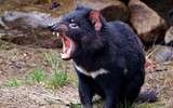 [ẢNH] Điều ít biết về quỷ Tasmania - sinh vật vừa chào đời ở lục địa Australia sau 3.000 năm biến mất