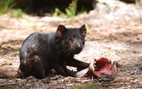 [ẢNH] Điều ít biết về quỷ Tasmania - sinh vật vừa chào đời ở lục địa Australia sau 3.000 năm biến mất