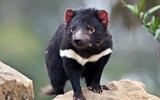 [ẢNH] Điều ít biết về quỷ Tasmania - sinh vật vừa chào đời ở lục địa Australia sau 3.000 năm biến mất