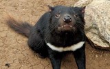 [ẢNH] Điều ít biết về quỷ Tasmania - sinh vật vừa chào đời ở lục địa Australia sau 3.000 năm biến mất