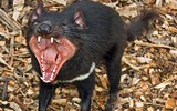 [ẢNH] Điều ít biết về quỷ Tasmania - sinh vật vừa chào đời ở lục địa Australia sau 3.000 năm biến mất