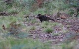 [ẢNH] Điều ít biết về quỷ Tasmania - sinh vật vừa chào đời ở lục địa Australia sau 3.000 năm biến mất