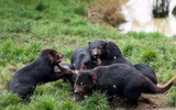[ẢNH] Điều ít biết về quỷ Tasmania - sinh vật vừa chào đời ở lục địa Australia sau 3.000 năm biến mất